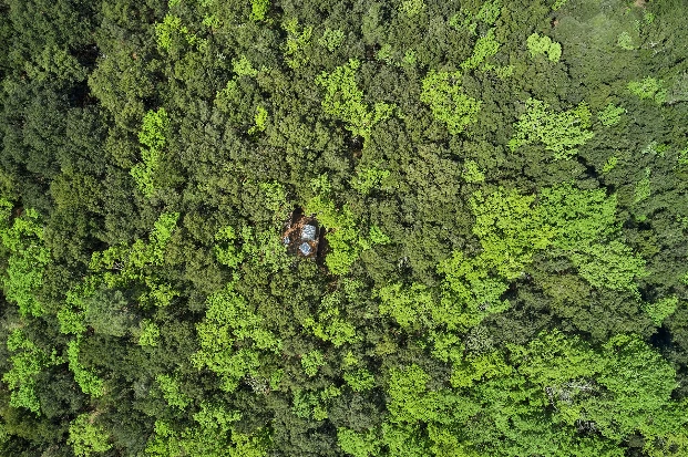 Océan de verdure autour de la bulle Pégase calme